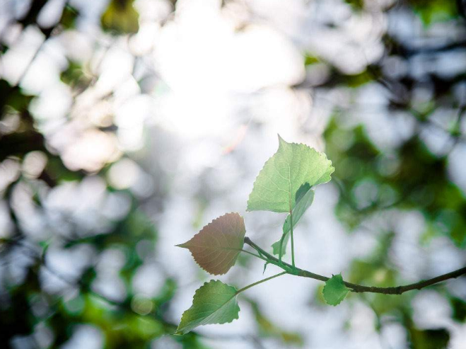 自考需注意的五个主要事项(图1) 1526883966(1).jpg